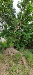 Phytolacca dioica