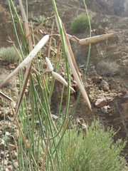 Periploca aphylla