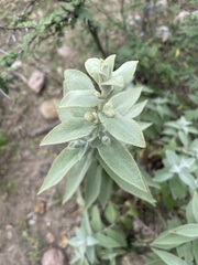 Buddleja perfoliata