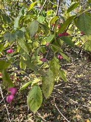 Euonymus atropurpureus