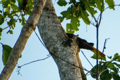 Psarocolius angustifrons