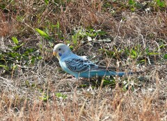 Melopsittacus undulatus domesticus