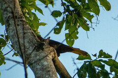 Psarocolius angustifrons