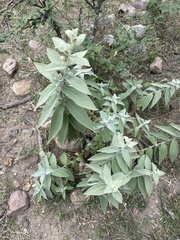 Buddleja perfoliata