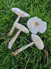 Melanoleuca verrucipes