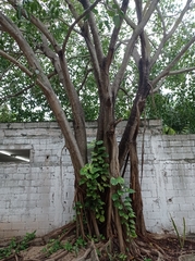 Brosimum alicastrum