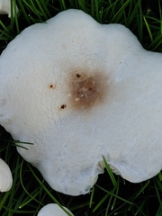 Melanoleuca verrucipes