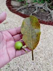 Brosimum alicastrum