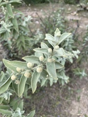 Buddleja perfoliata