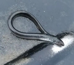 Lampetra fluviatilis