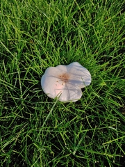 Melanoleuca verrucipes