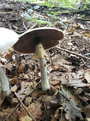 Agaricus diospyros image