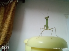 Mantidae