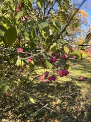 Euonymus atropurpureus