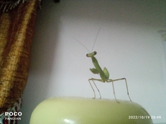 Mantidae