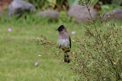 Pycnonotus barbatus layardi