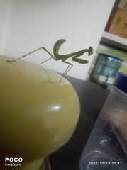 Mantidae