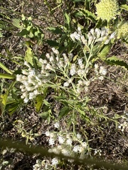 Brickellia eupatorioides