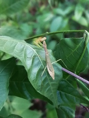 Callimantis antillarum