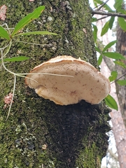 Pseudospongipellis unicolor