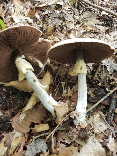 Agaricus diospyros image