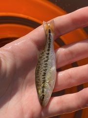 Micropterus