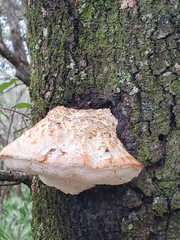 Pseudospongipellis unicolor