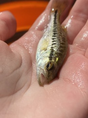 Micropterus