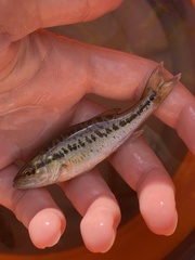 Micropterus