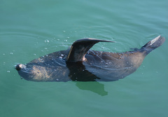 Arctocephalus pusillus pusillus