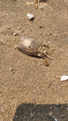 Emerita austroafricana