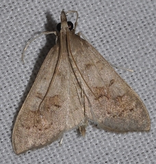 Mecyna asinalis