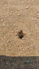 Apis mellifera scutellata