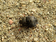 Byrrhus pilula