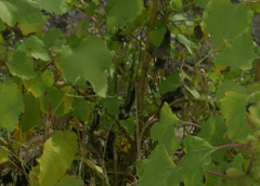 Xanthium orientale