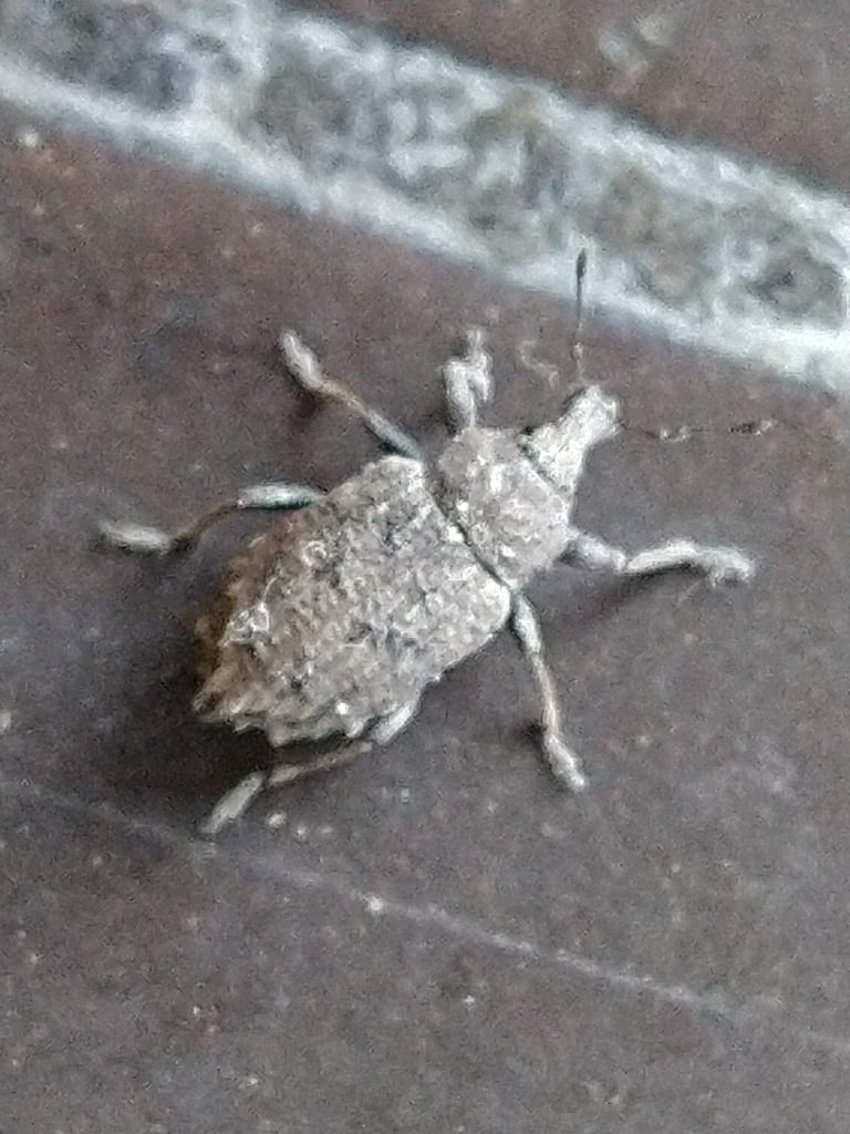 Cylydrorhinus caudiculatus
