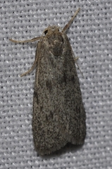Apaidia barbarica