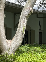 Anolis equestris