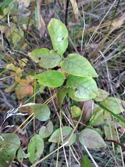 Zanthoxylum americanum
