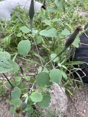 Porophyllum ruderale