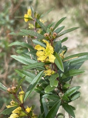 Heimia salicifolia