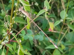 Lestes pallidus