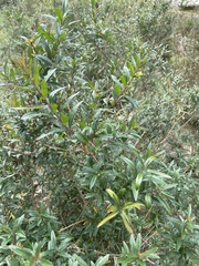 Heimia salicifolia