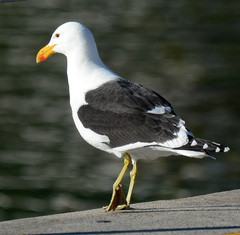 Larus dominicanus vetula