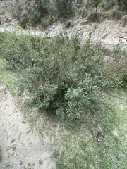 Heimia salicifolia