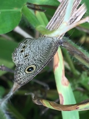 Ypthima baldus newboldi