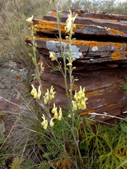 Aconitum barbatum