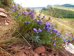 Dracocephalum peregrinum