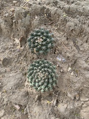 Mammillaria uncinata