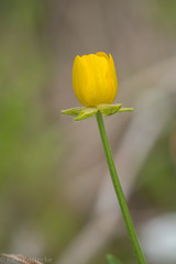 Ranunculus macranthus